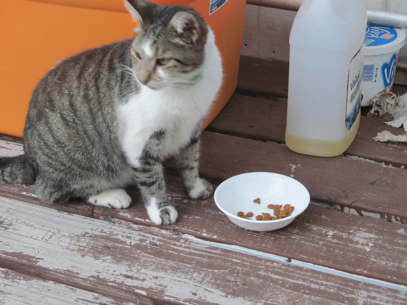 Kami looks up from her bowl of food.