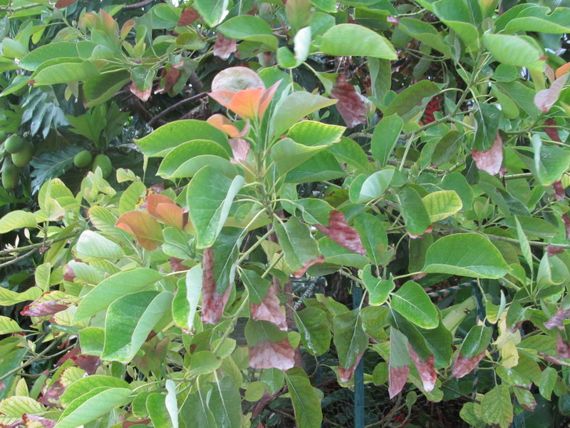 Avocado tree leaves, close up.