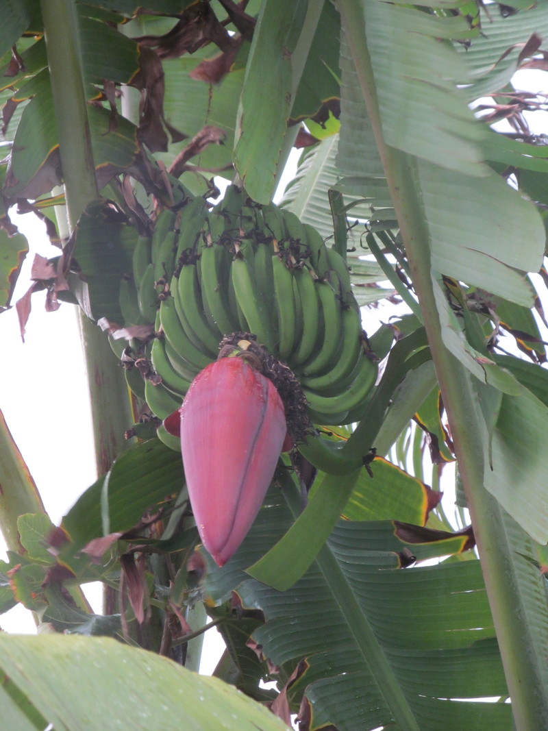 Banana blossom. The new bananas are small.