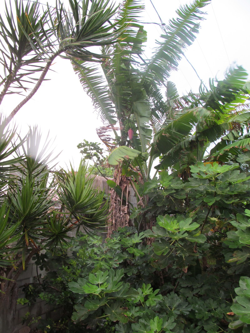 Banana plant, larger view.