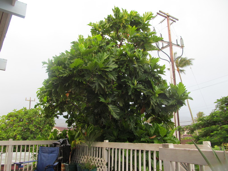 Ulu tree at the front porch.