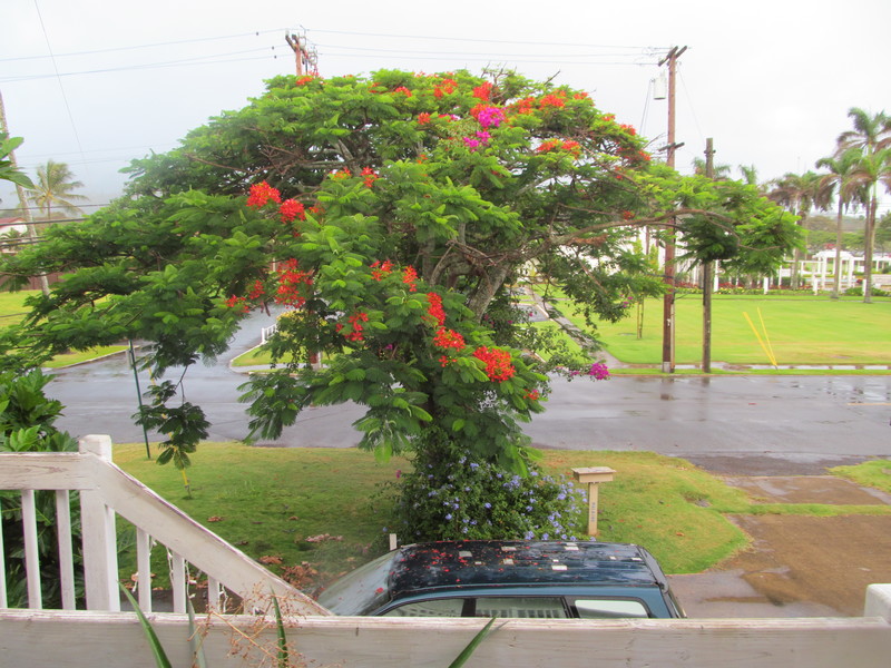 Flame tree from the front porch.