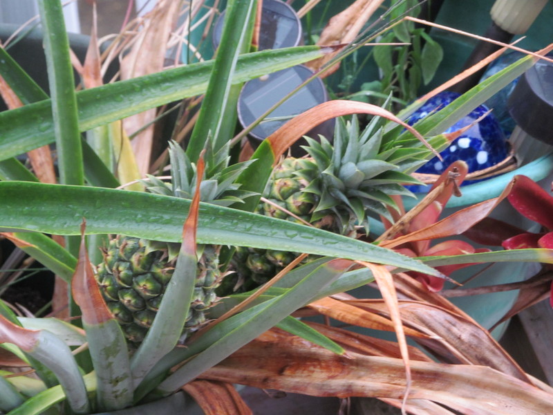 Pineapples on the front porch.