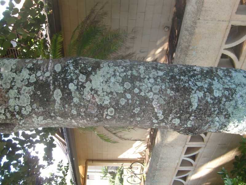 tree lichen